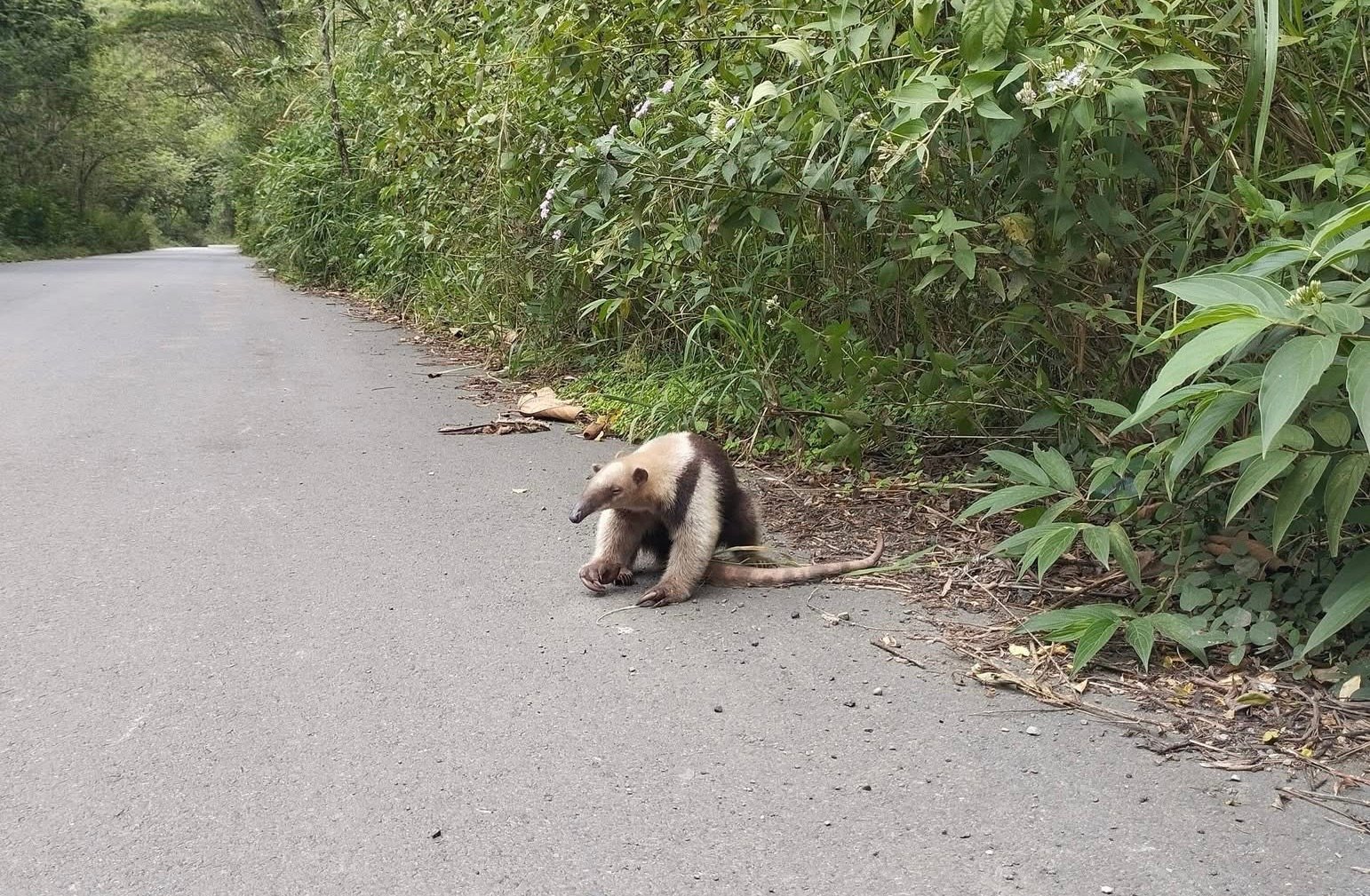 RESCATAN A UN OSO HORMIGUERO EN EL SECTOR LAS PARTIDAS DE FRONTINO