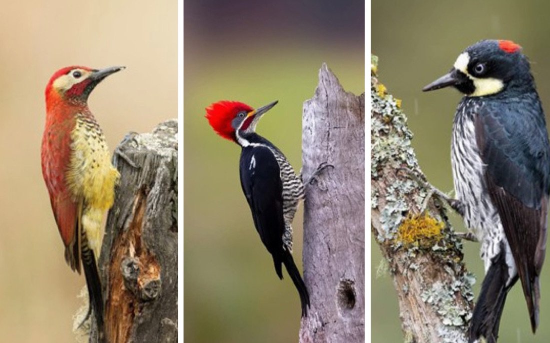 Los tres guardianes del bosque: la leyenda viva de tres pájaros carpinteros de Antioquia.