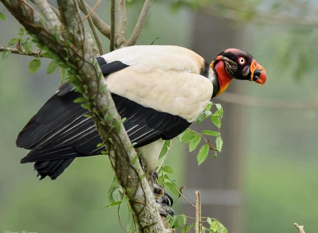 El Rey de los gallinazos, Guardian del Suroeste antioqueño